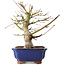 Acer palmatum, 23 cm, ± 12 jaar oud