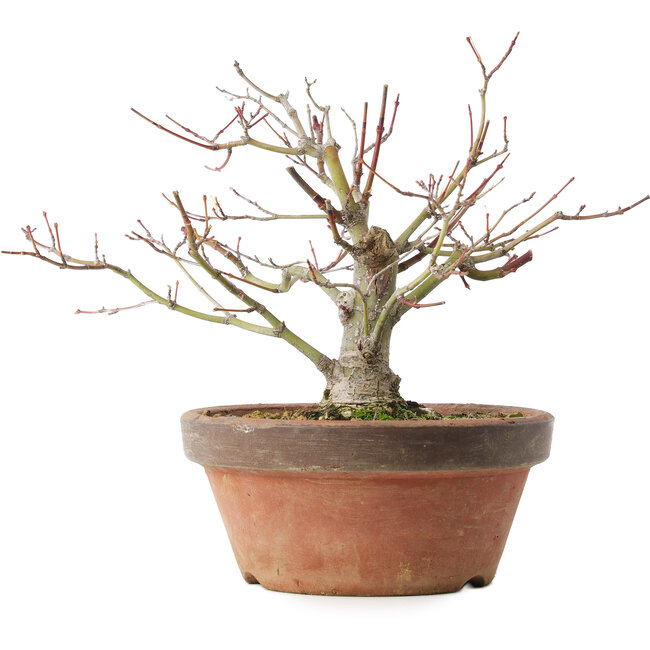 Acer palmatum, 18,5 cm, ± 8 años