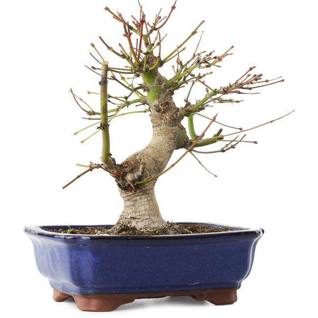 Acer palmatum, 23 cm, ± 12 anni