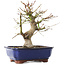Acer palmatum, 23 cm, ± 12 jaar oud
