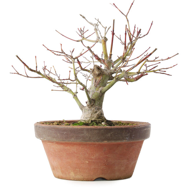 Acer palmatum, 18,5 cm, ± 8 years old