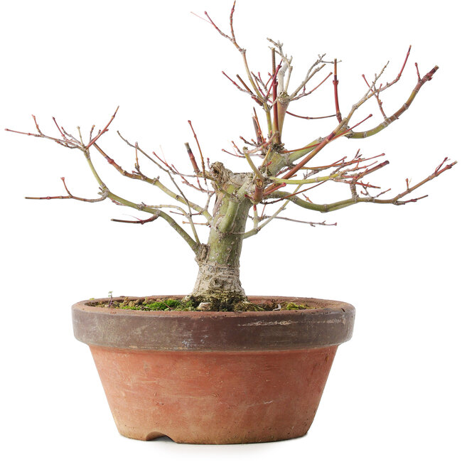 Acer palmatum, 18,5 cm, ± 8 años