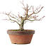 Acer palmatum, 18,5 cm, ± 8 jaar oud