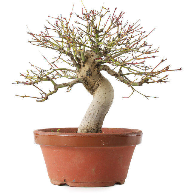 Acer palmatum, 22 cm, ± 15 ans
