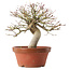 Acer palmatum, 22 cm, ± 15 anni