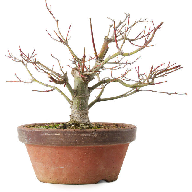 Acer palmatum, 18,5 cm, ± 8 years old