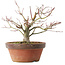 Acer palmatum, 18,5 cm, ± 8 jaar oud