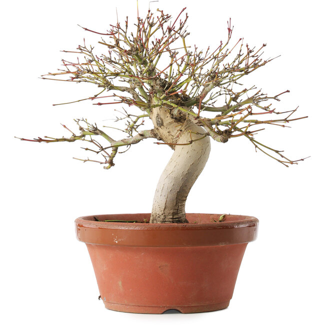 Acer palmatum, 22 cm, ± 15 jaar oud