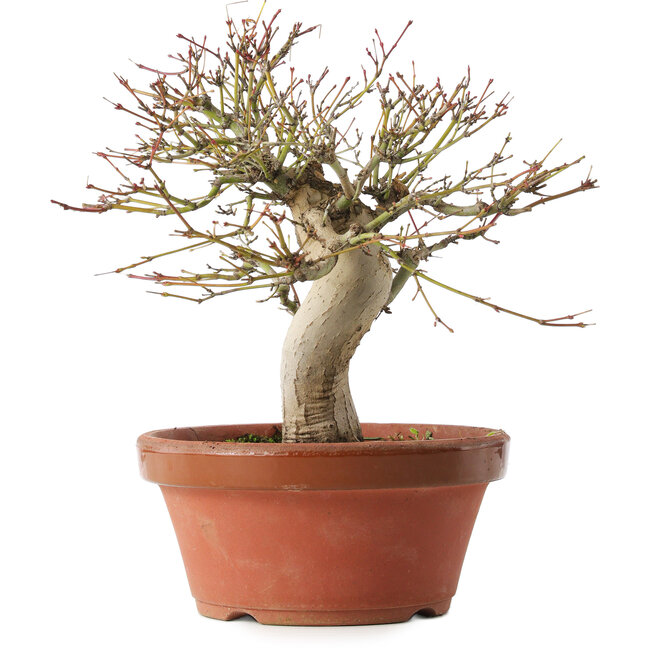 Acer palmatum, 22 cm, ± 15 Jahre alt