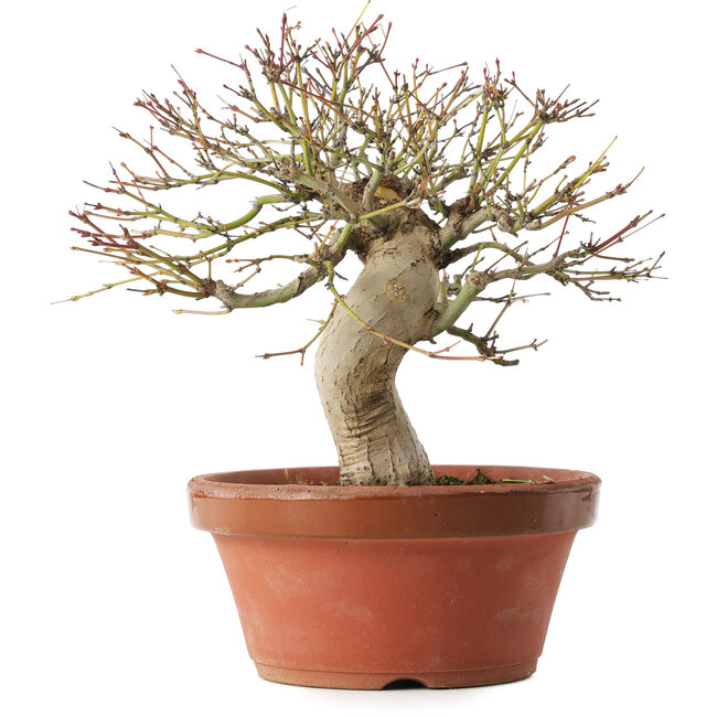 Acer palmatum, 22 cm, ± 15 jaar oud