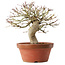 Acer palmatum, 22 cm, ± 15 ans