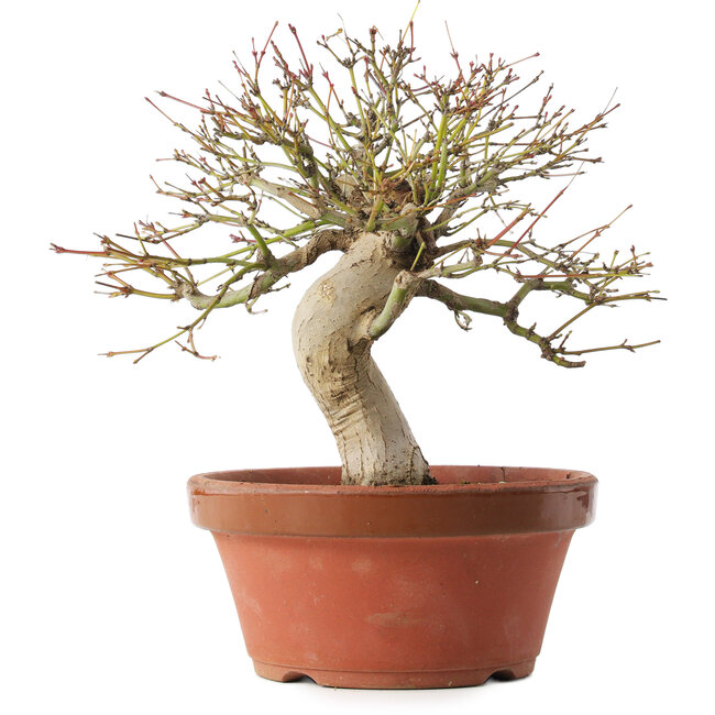 Acer palmatum, 22 cm, ± 15 Jahre alt