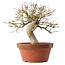Acer palmatum, 22 cm, ± 15 ans