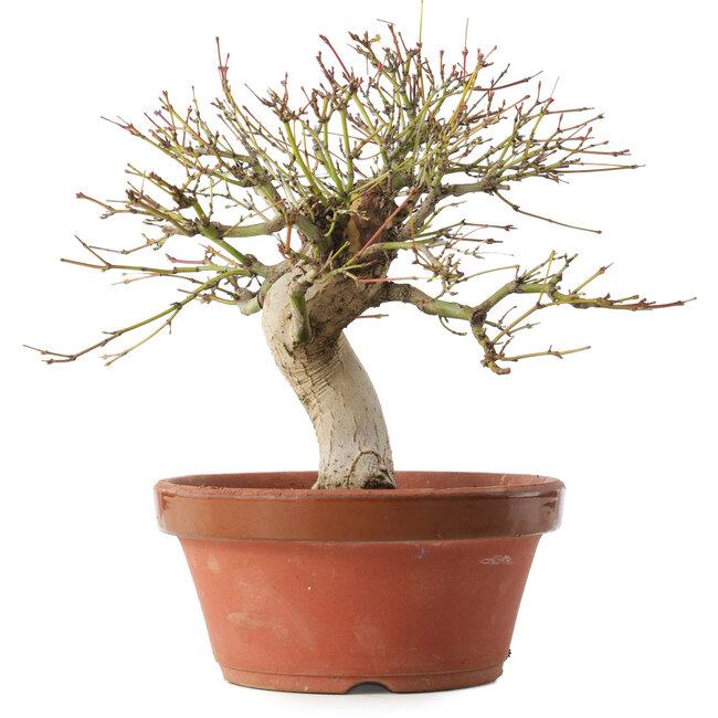 Acer palmatum, 22 cm, ± 15 years old