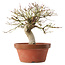 Acer palmatum, 22 cm, ± 15 ans