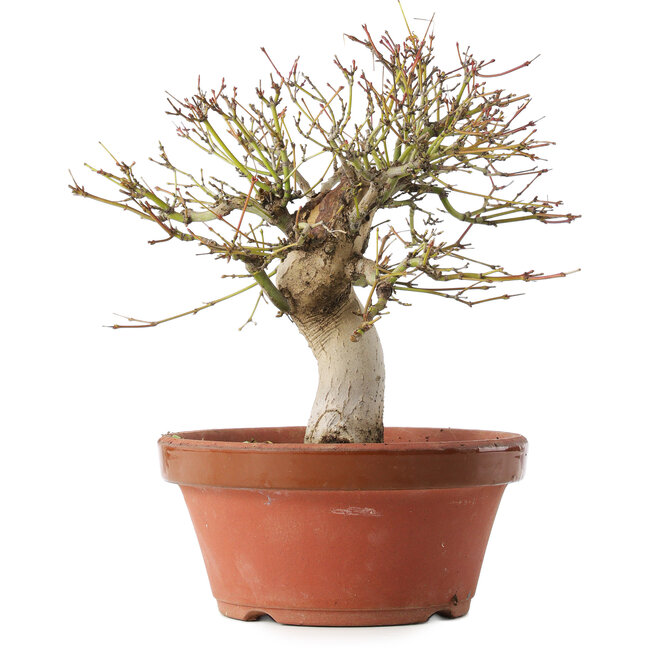 Acer palmatum, 22 cm, ± 15 jaar oud
