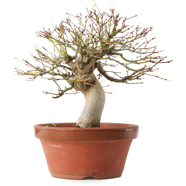 Acer palmatum, 22 cm, ± 15 years old