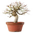 Acer palmatum, 22 cm, ± 15 jaar oud