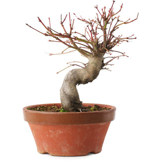 Acer palmatum, 19 cm, ± 15 años