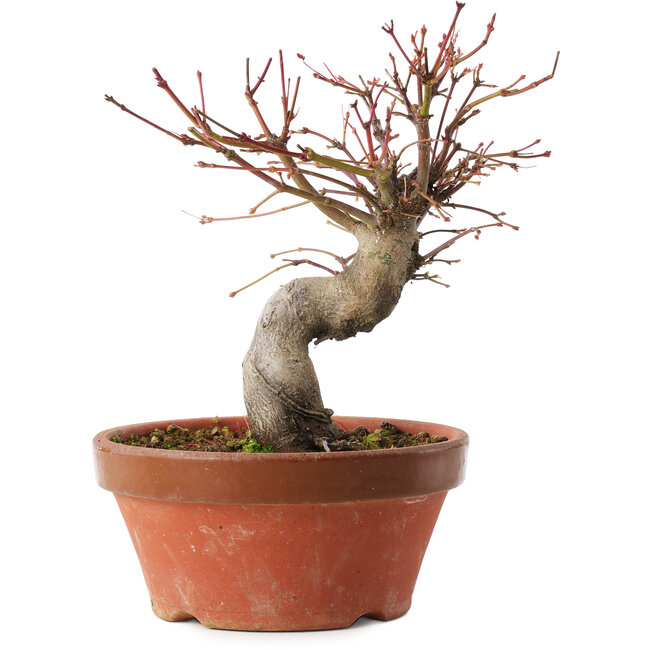 Acer palmatum, 19 cm, ± 15 ans