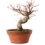 Acer palmatum, 19 cm, ± 15 anni