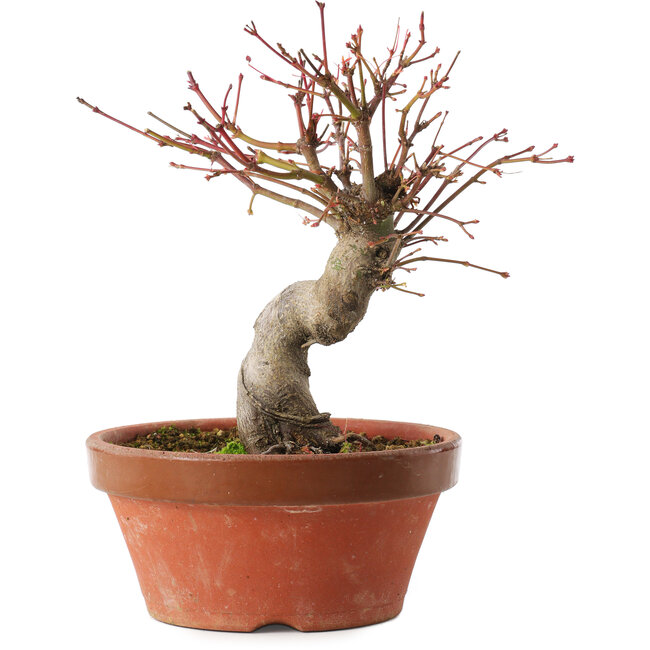 Acer palmatum, 19 cm, ± 15 anni