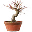 Acer palmatum, 19 cm, ± 15 ans