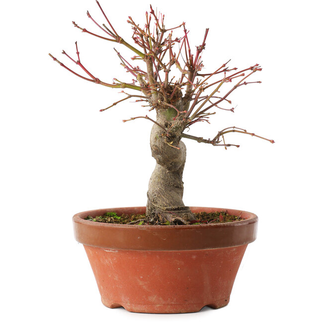 Acer palmatum, 19 cm, ± 15 anni