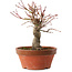 Acer palmatum, 19 cm, ± 15 anni