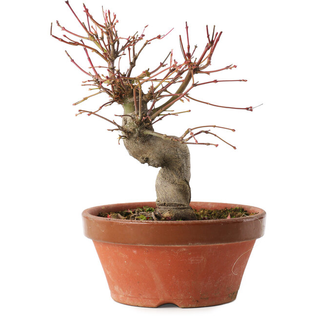 Acer palmatum, 19 cm, ± 15 years old