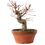 Acer palmatum, 19 cm, ± 15 anni