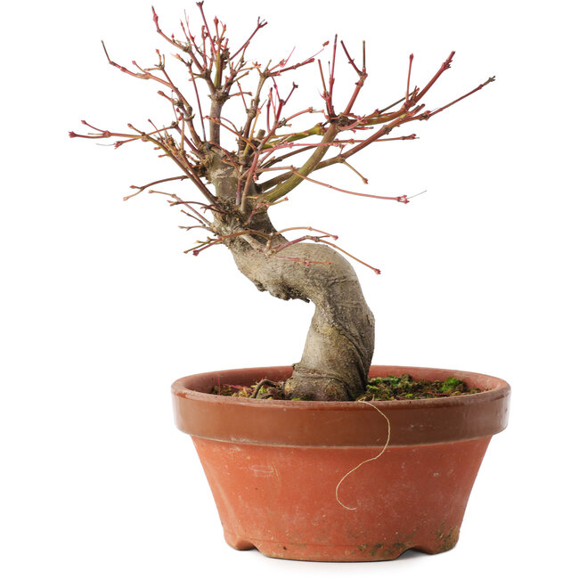 Acer palmatum, 19 cm, ± 15 years old
