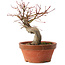Acer palmatum, 19 cm, ± 15 ans