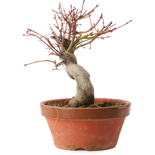 Acer palmatum, 19 cm, ± 15 años