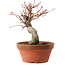 Acer palmatum, 19 cm, ± 15 anni