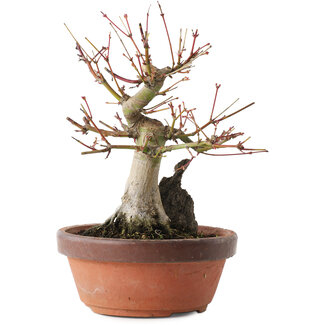 Acer palmatum, 20,5 cm, ± 15 ans