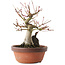 Acer palmatum, 20,5 cm, ± 15 ans