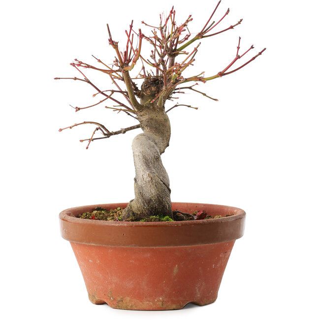 Acer palmatum, 19 cm, ± 15 years old