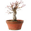 Acer palmatum, 19 cm, ± 15 anni
