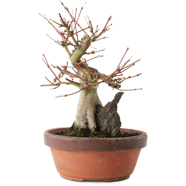 Acer palmatum, 20,5 cm, ± 15 jaar oud