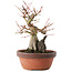 Acer palmatum, 20,5 cm, ± 15 años