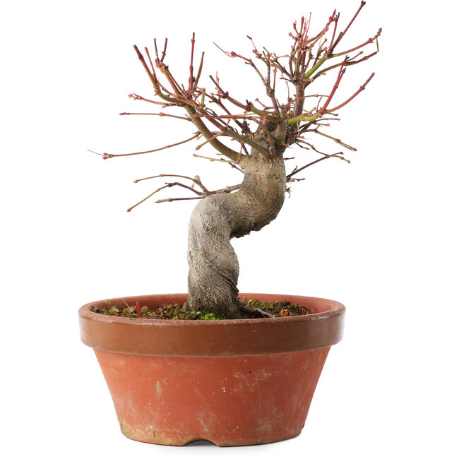 Acer palmatum, 19 cm, ± 15 years old