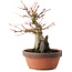 Acer palmatum, 20,5 cm, ± 15 ans