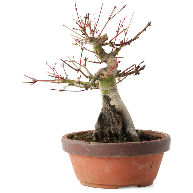 Acer palmatum, 20,5 cm, ± 15 years old