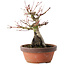 Acer palmatum, 20,5 cm, ± 15 ans