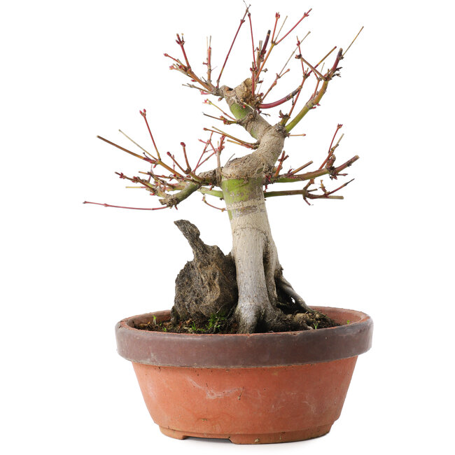 Acer palmatum, 20,5 cm, ± 15 years old