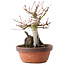 Acer palmatum, 20,5 cm, ± 15 ans