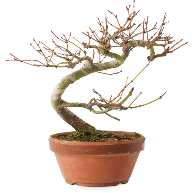 Acer palmatum, 17 cm, ± 8 ans