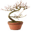 Acer palmatum, 17 cm, ± 8 ans