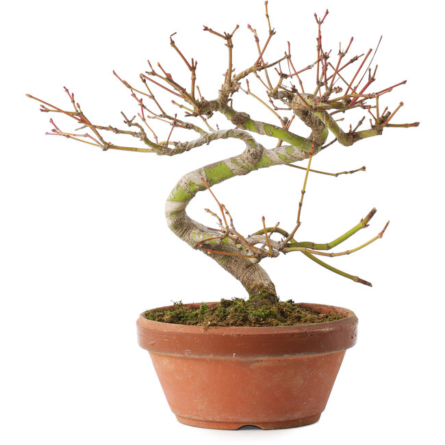 Acer palmatum, 17 cm, ± 8 years old